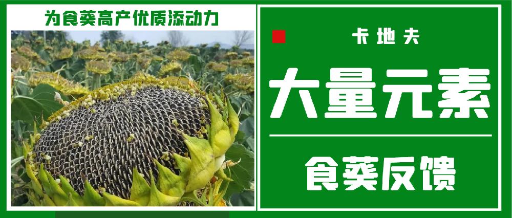 卡地夫大量元素肥料：为食葵高产优质添动力