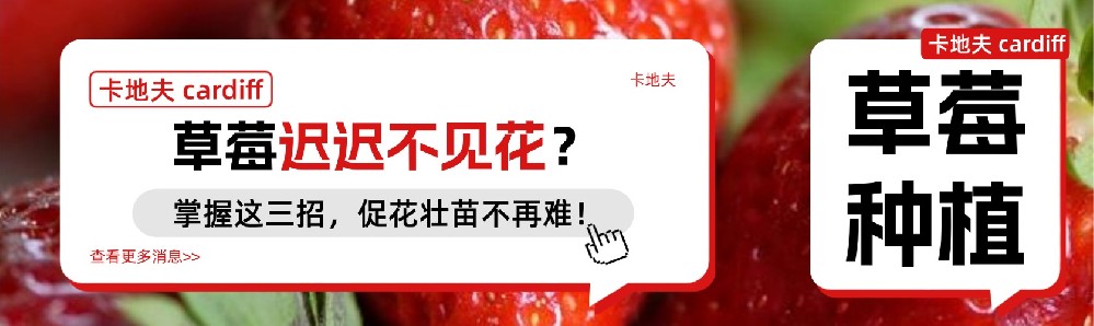 草莓迟迟不见花？掌握这三招，促花壮苗不再难！
