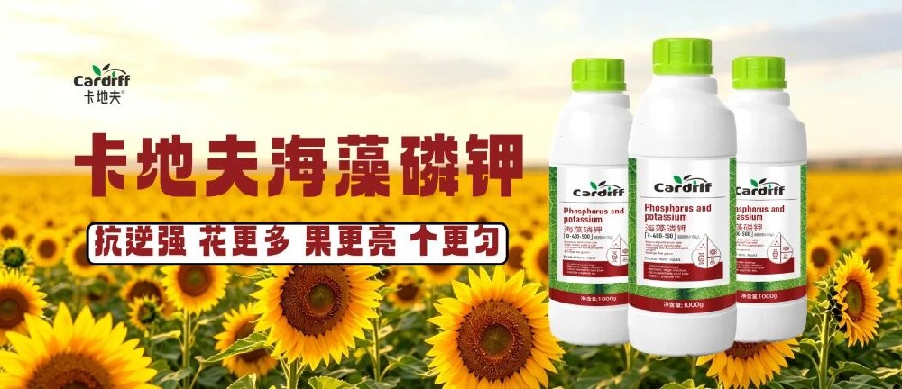 同样是磷钾肥，凭什么用卡地夫海藻磷钾，抗逆强、花更多，果更亮，个更匀？